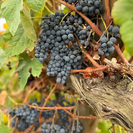 Casas Da Pereira * Barcos